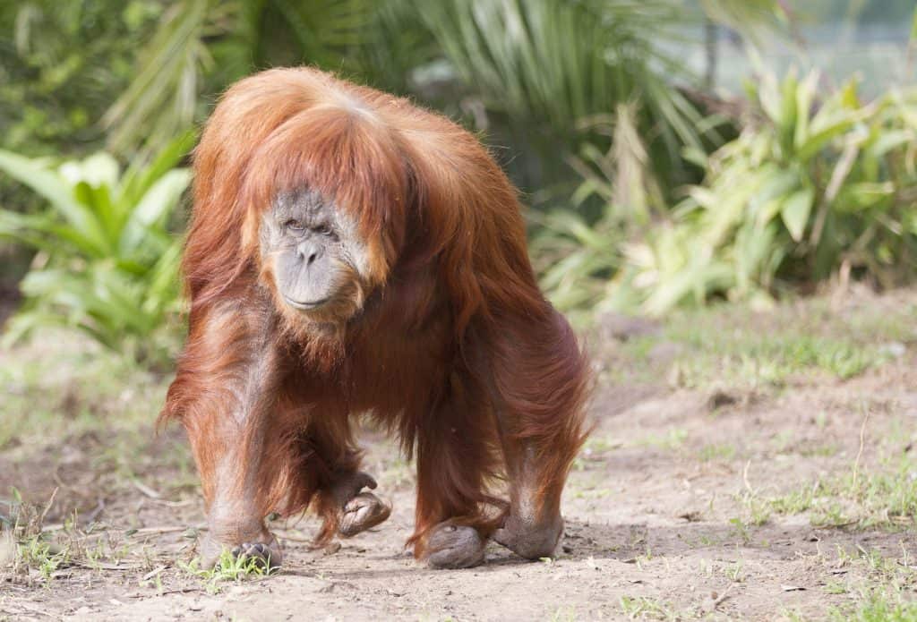 sumatran-orangutan-2016