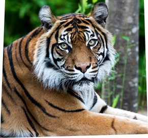 Animal adoption - donate to help save species with Zoos SA