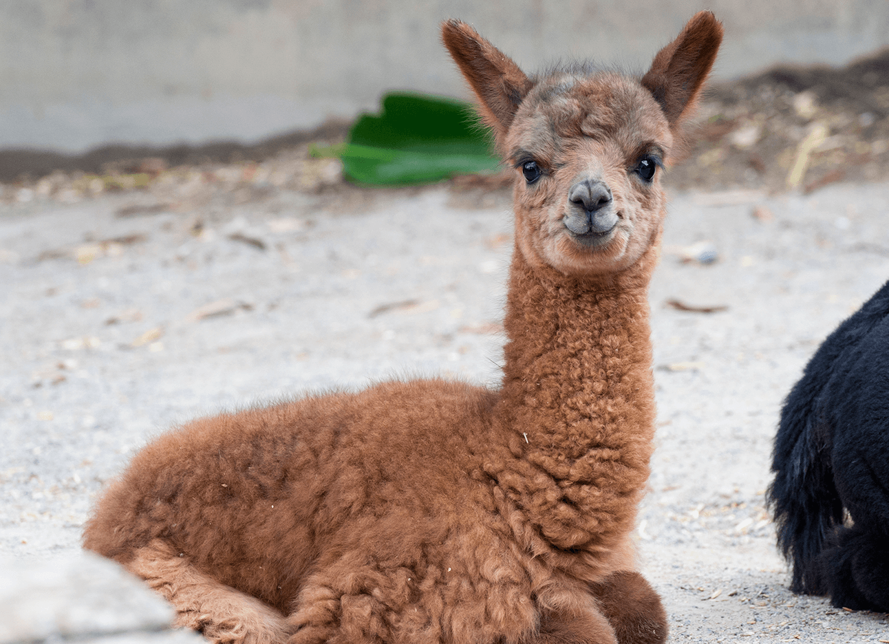 Baby alpaca at Adelaide Zoo