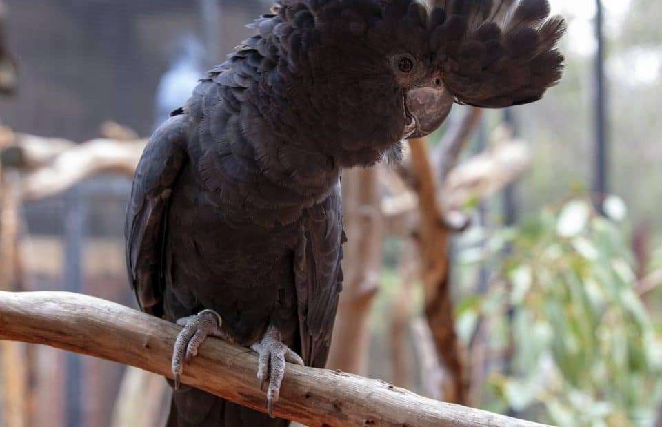 South-eastern Red-tailed Black Cockatoo conservation