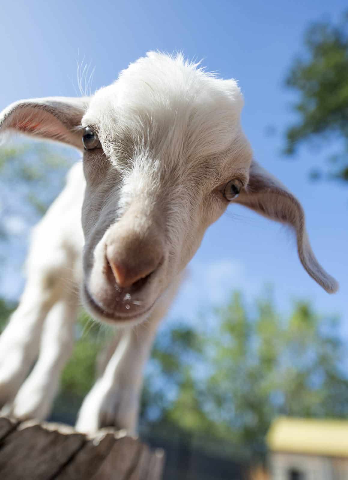 Goat