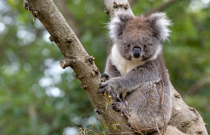 Zoos South Australia bushfire ZAA wildlife conservation fund appeal
