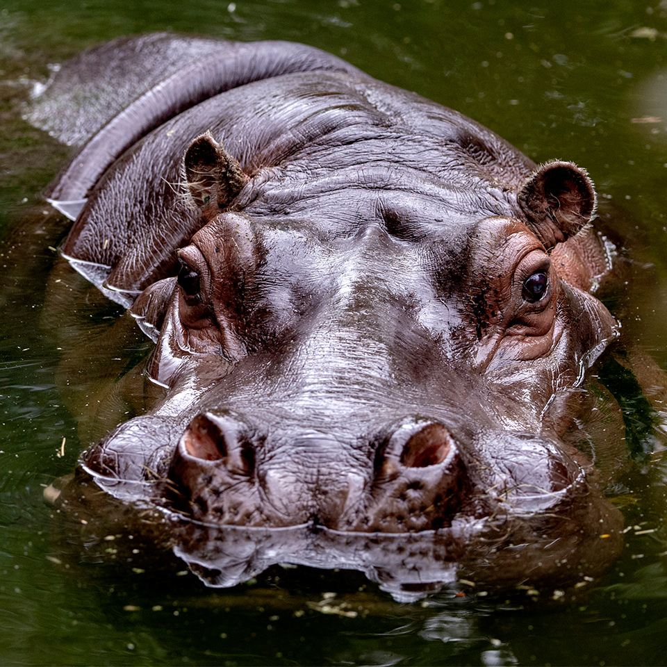 Brutus