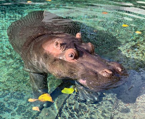 Brutus in pool