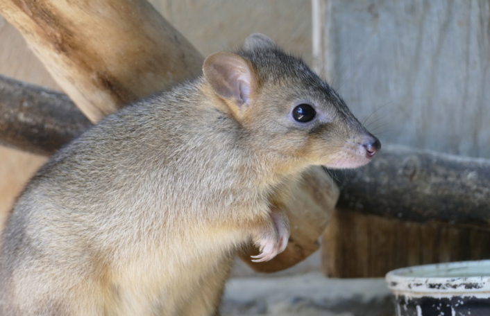 Brush-tailed Bettong, Adelaide Zoo