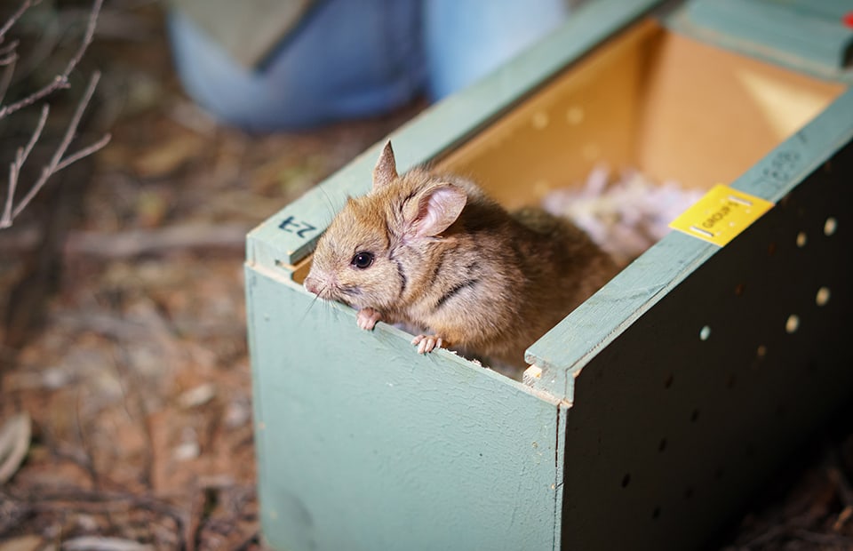 Zoos South Australia Greater Stick-nest Rat release