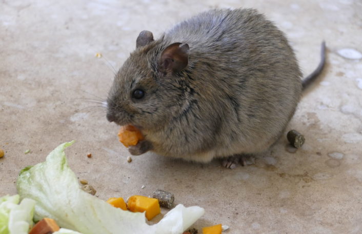 Conservation, Zoos SA, Monarto Safari Park, Adelaide Zoo, Greater Stick-nest Rat