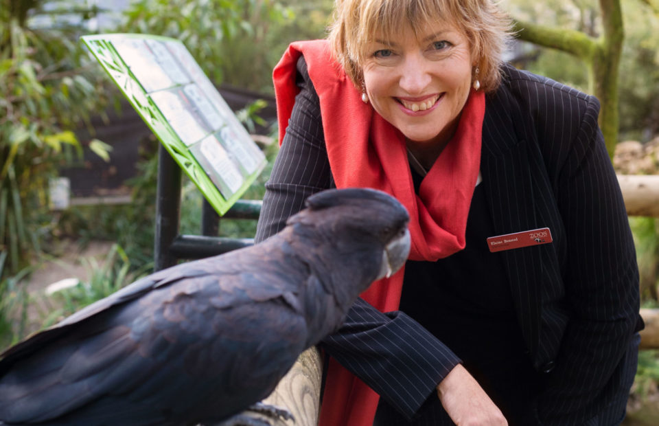 Elaine Bensted, CE of Zoos SA at Adelaide Zoo with Banks a Red-tailed Black Cockatoo
