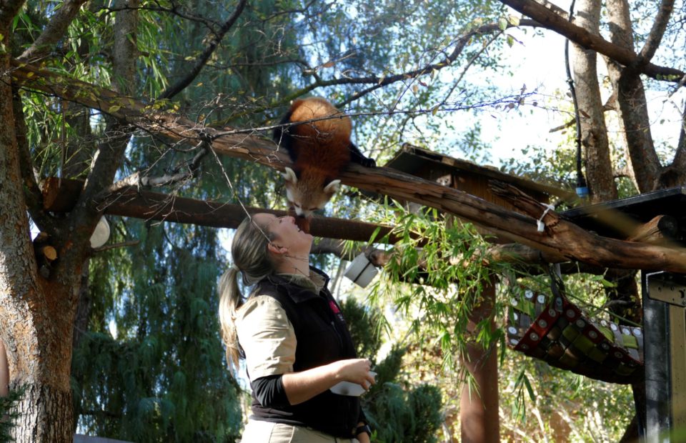Mishry the Red Panda almost touches noses with her keeper, Laura. Adelaide Zoo