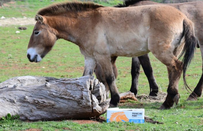 The Przewalski’s Horse at Monarto Safari Park, South Australia. Prancing Pony Brewery is working with Zoos SA to help save the species from extinction.