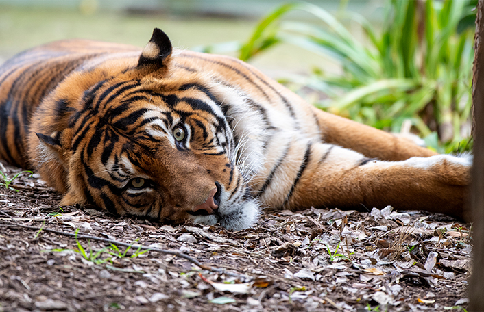Male Sumatran Tiger lying on side on leafy ground amongst green foliage