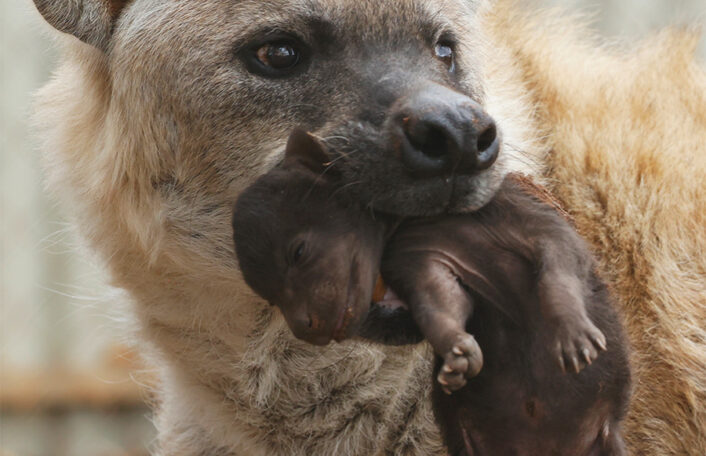 Spotted Hyena carries a young cub, Monarto Safari Park