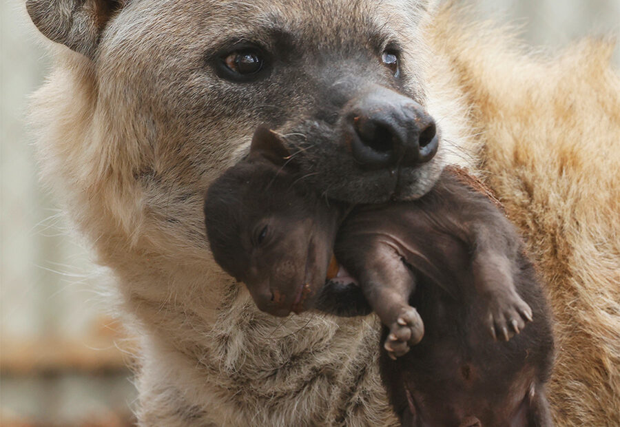Spotted Hyena carries a young cub, Monarto Safari Park