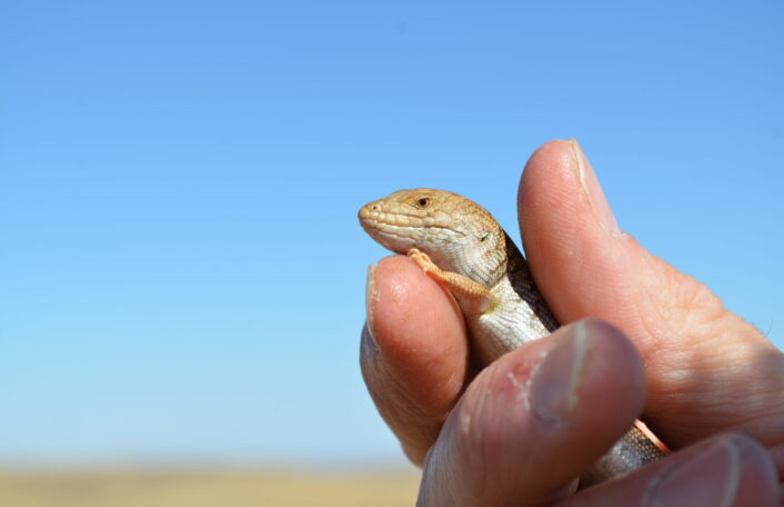 A Pygmy Blue-tongue Lizard is being held in a person's hand. It is no bigger than the person's thumb.