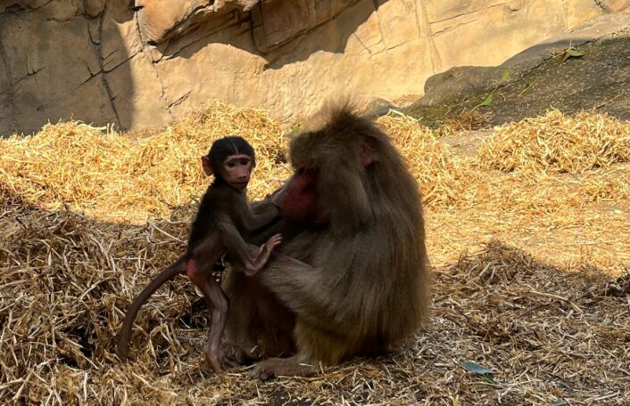 A baboon baby is sitting next to its mother on top of straw. The pair are at Adelaide Zoo.