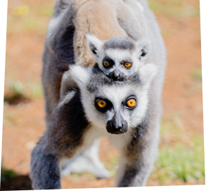 Animal adoption - donate to help save species with Zoos SA
