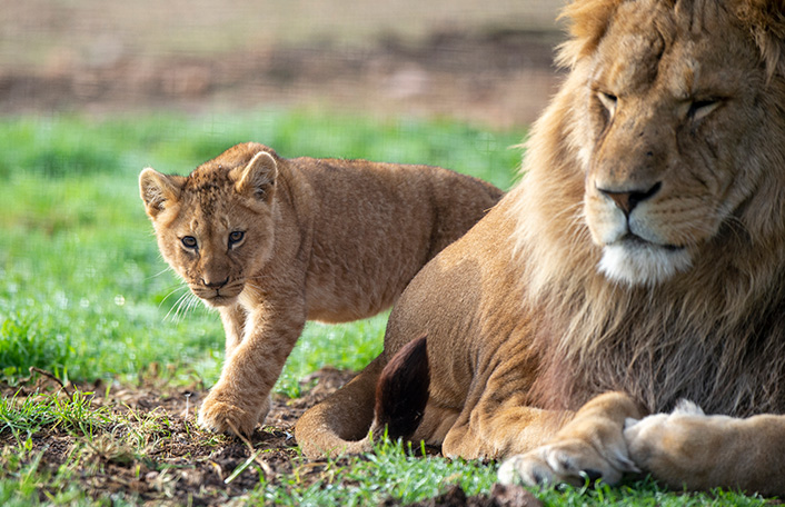 Large male lion with small cub 