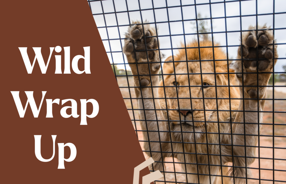 Image of lion against lions 360 cage. Text wild wrap up overlayed.