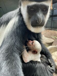 Black-and-white Colobus adult with infant clinging to chest. Infant is pure white.