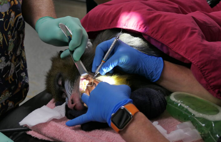 Three hands use dental tools on Mandrills teeth. Mandrill lies on hospital table while under general anaesthetic.