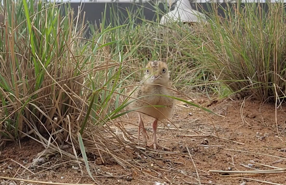 Plains-wanderer chick looks at camera standing on sandy ground amongst spinifex