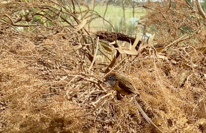 Tiny Mallee Emu-wren bird sits in dried vegetation