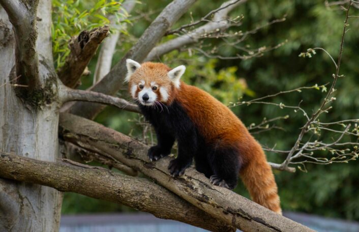 Red Panda looks at camera standing on branch