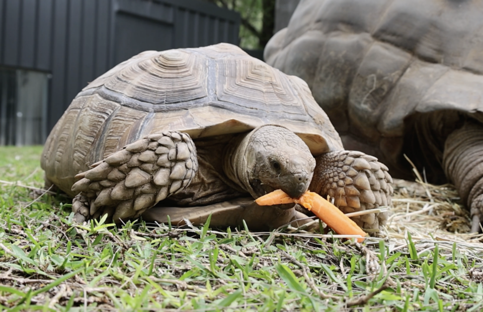 Name a rescued tortoise and uncover the hidden world of wildlife