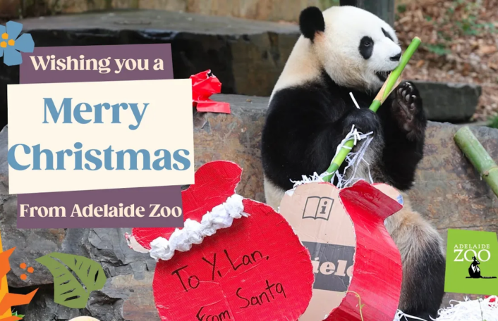 Santa Paws brings Christmas magic to Adelaide Zoo - Zoos SA