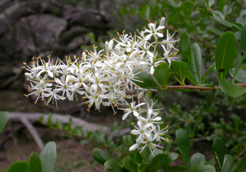 bursaria-spinosa