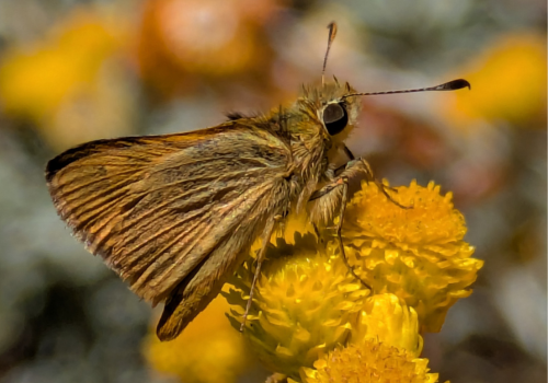 butterfly