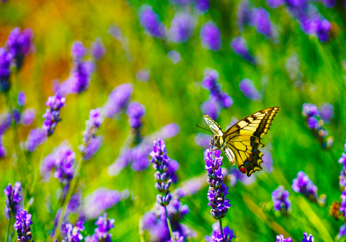 yellow butterfly on purple flower