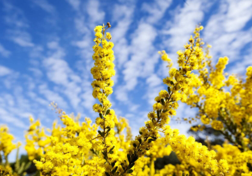 golden-wattle