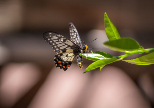 swallowtail-butterfly