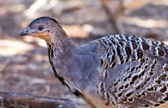 Mallee Fowl