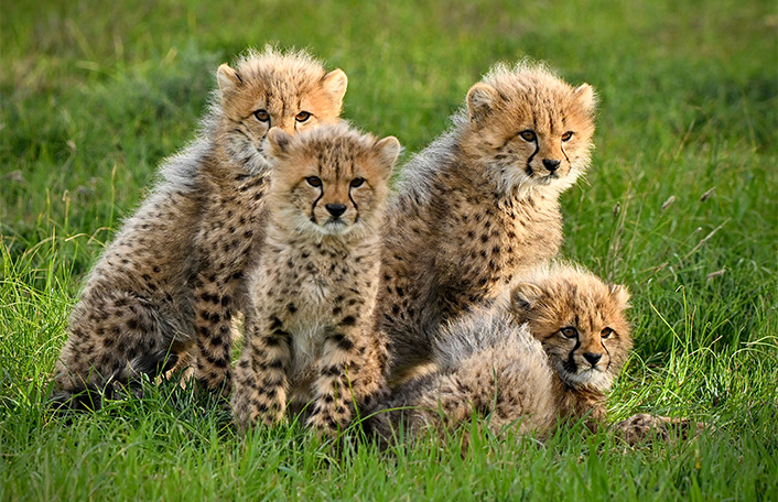Four cheetah cubs laying in green grass in a group