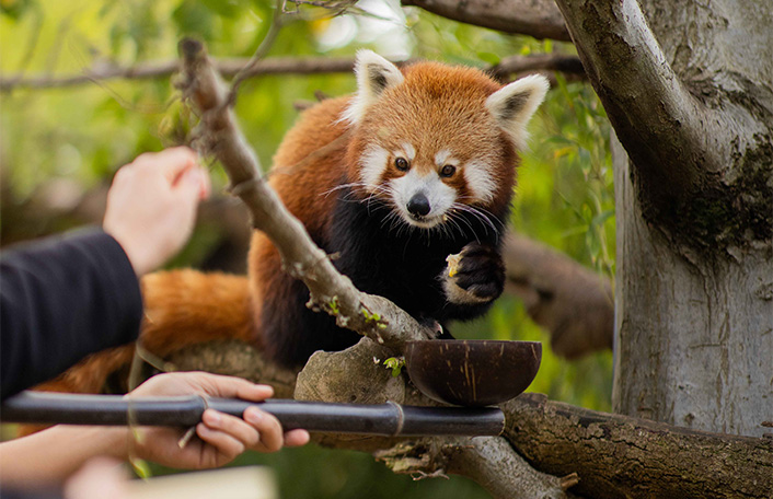 Red Panda perched on a tree branch clutching piece of fruit in paw