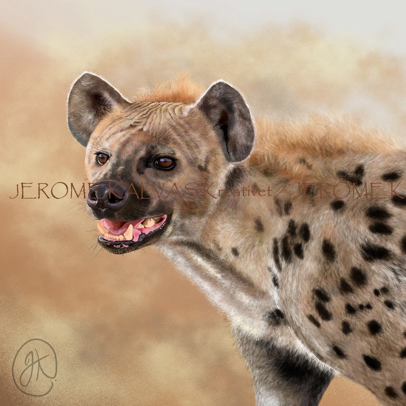 Spotted Hyena print - Zoos SA