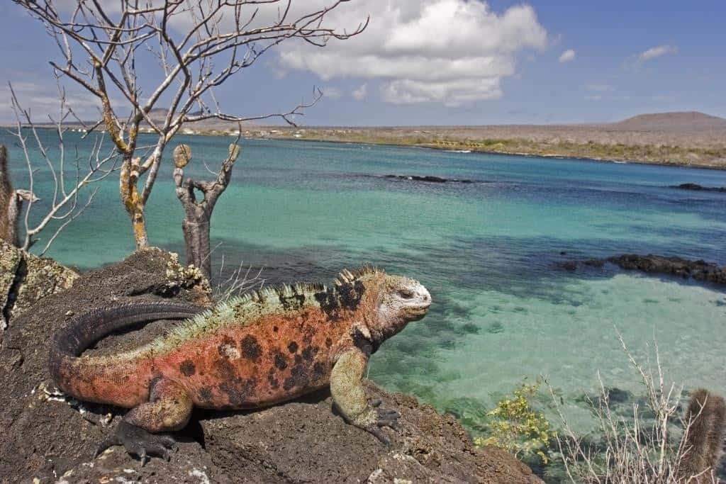 Peregrine_Galapagos__SS_26321017 - Copy