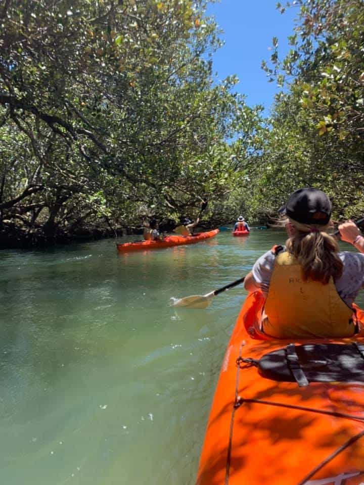 Kayaking in Port River Mangroves Zoos SA